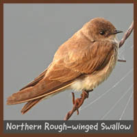 Northern Rough-winged Swallow